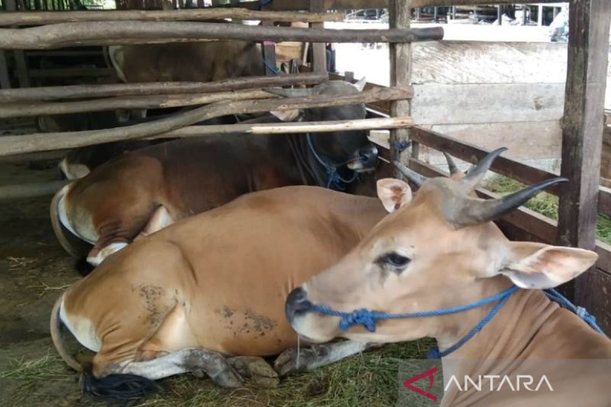 Kebutuhan daging ibu kota negara baru bisa dipenuhi dari Penajam