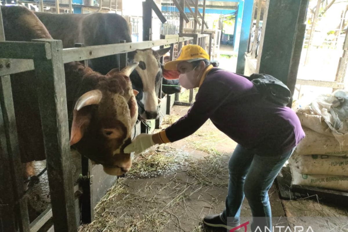 Kalsel waspada ancaman penyakit mulut dan kuku hewan ternak dari Jatim