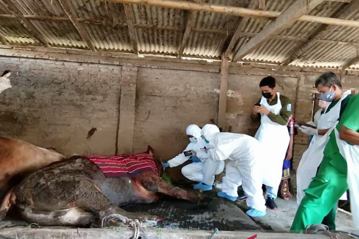 Sejumlah sapi di Lumajang tiba-tiba lumpuh diduga terpapar wabah PMK