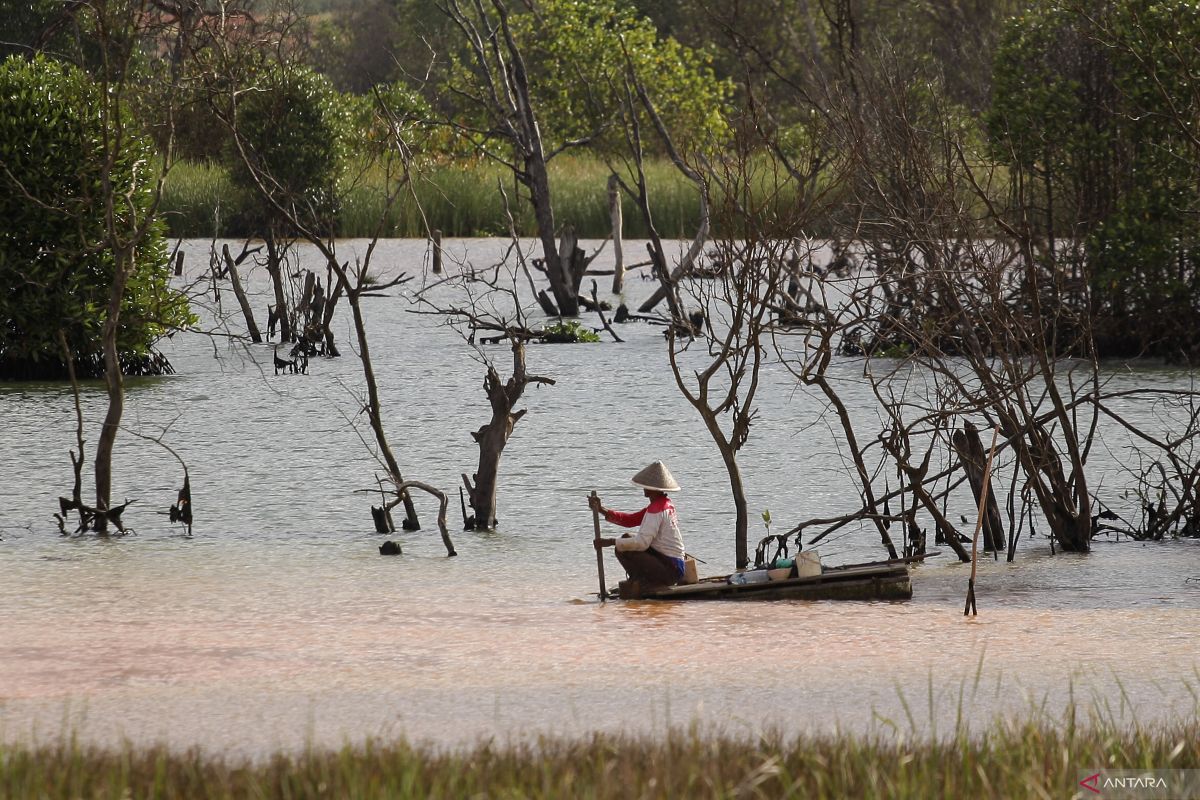 BRGM siapkan beberapa skema pendanaan rehabilitasi kawasan mangrove