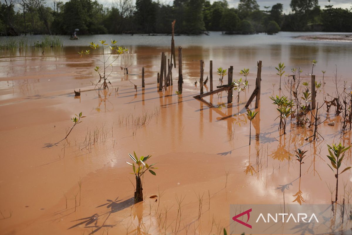 Pengamat: Mangrove lestari mampu membantu meredam bencana alam