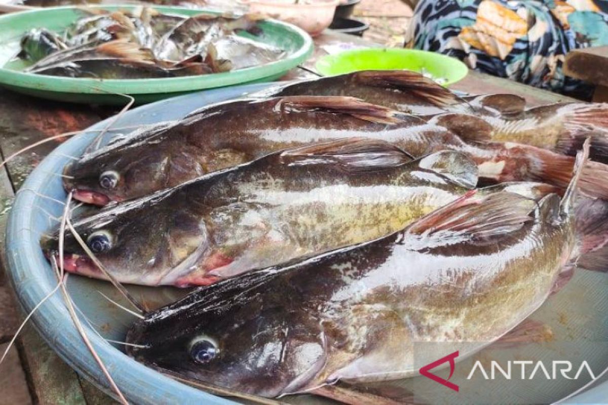 Harga ikan sungai kian murah saja di Banjarmasin
