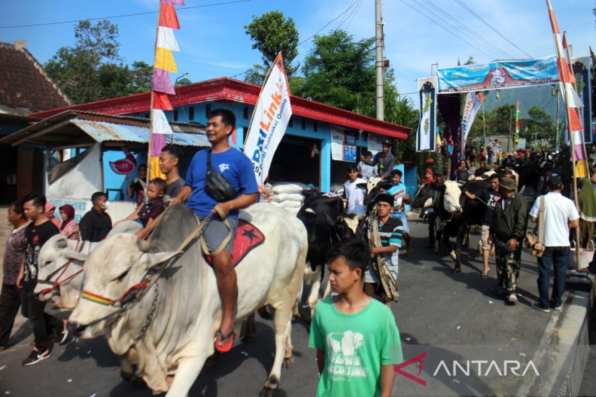 Warga lereng Merapi gelar tradisi Syawalan arak ratusan sapi