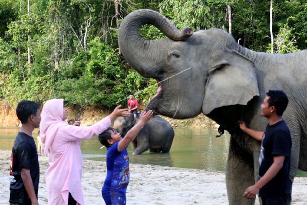 Wisata Konservasi Gajah Sumatera