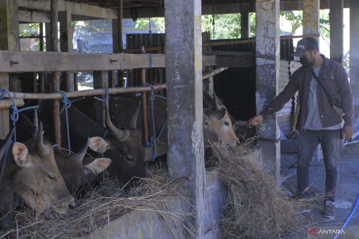 Ratusan ekor sapi NTT tujuan DKI tertahan di Jawa Timur dampak PMK