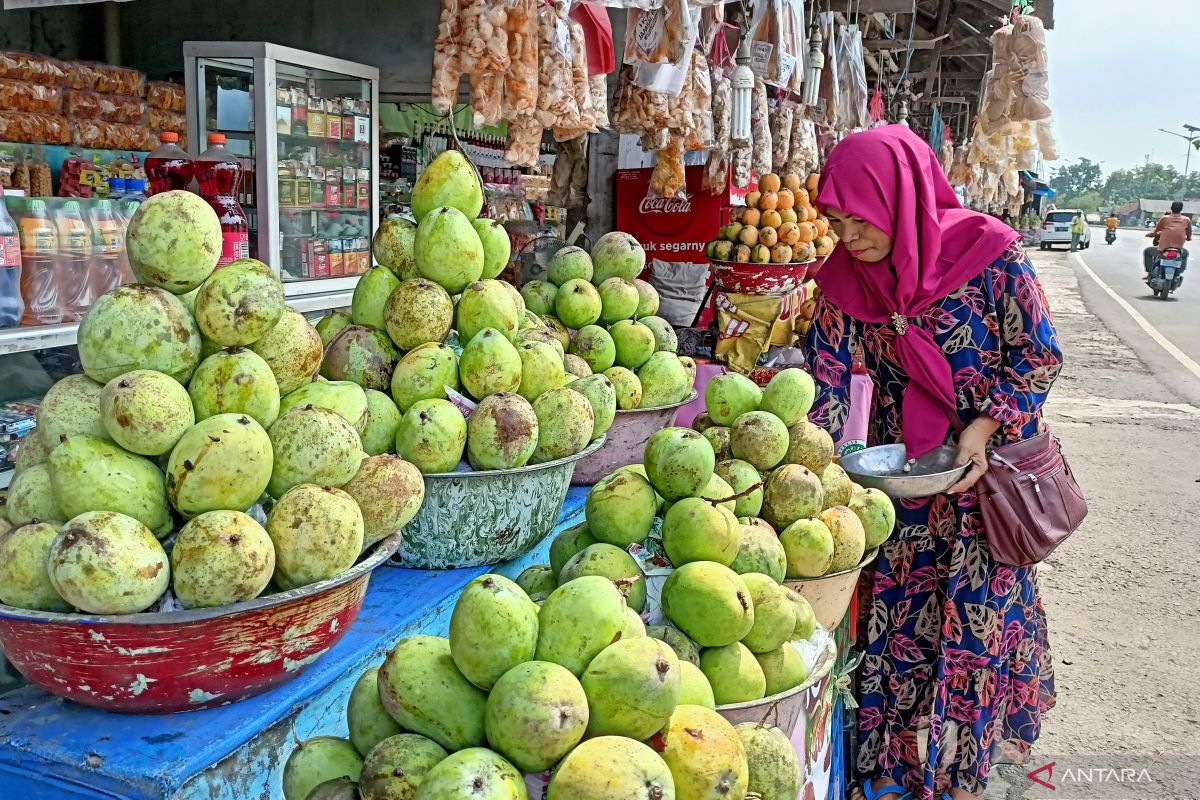 Berkah Lebaran, Pedagang mangga di Indramayu bisa meraup hingga Rp12 juta sehari