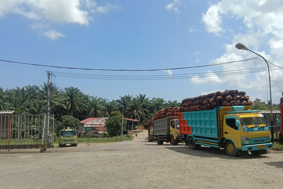 Distan Mukomuko: Lima pabrik beli sawit petani dengan harga tinggi