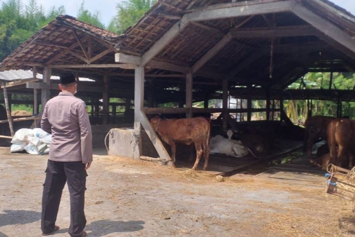 Pakar: Daging sapi terjangkit PMK aman dikonsumsi asal dilayukan terlebih dulu