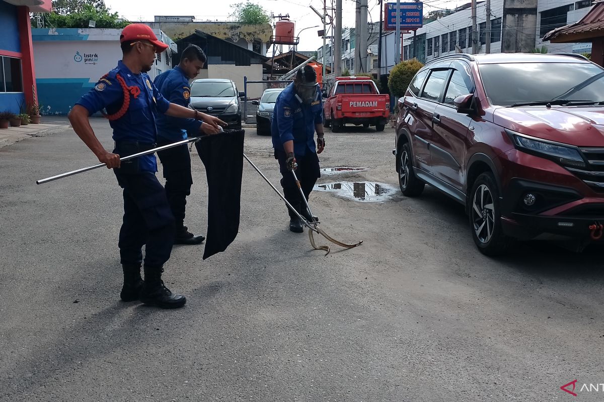 Ular kobra masuk ke rumah gegerkan warga