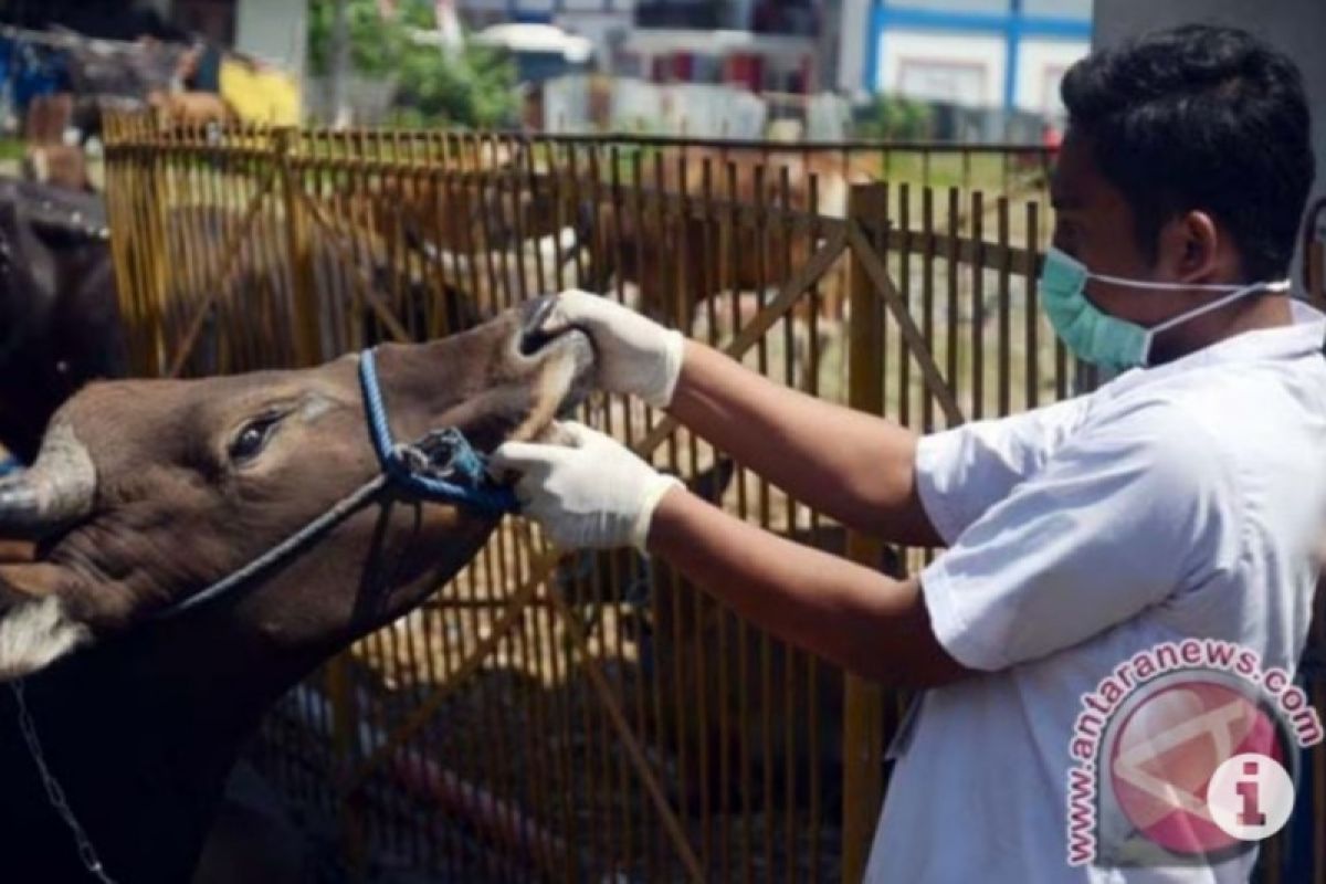 Disnak Sulsel tutup akses pengiriman antisipasi penularan virus PMK