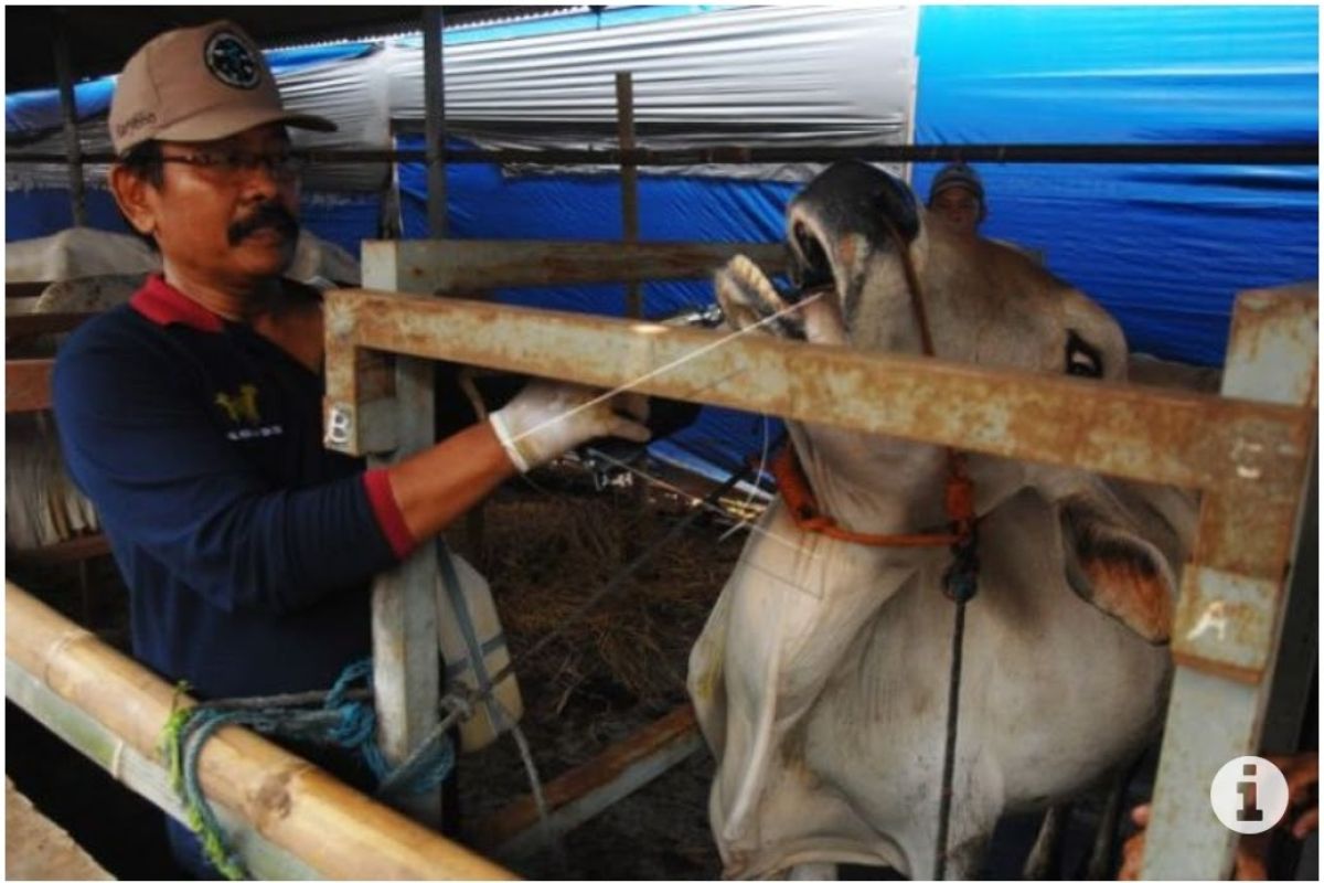 Ratusan ternak sapi terserang PMK, Gresik perlu status KLB