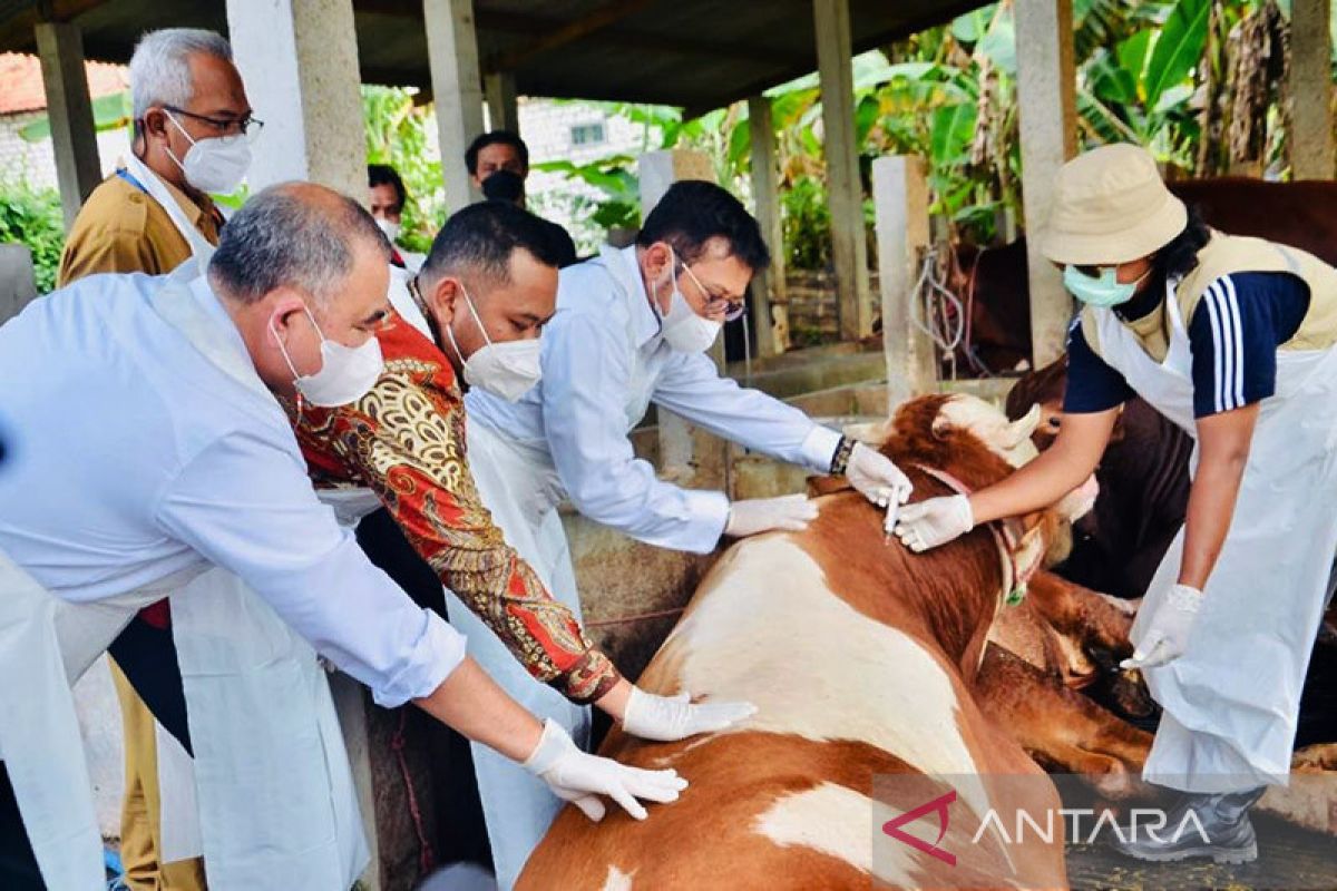 Mentan pastikan penanganan penyakit mulut-kuku hewan terkendali