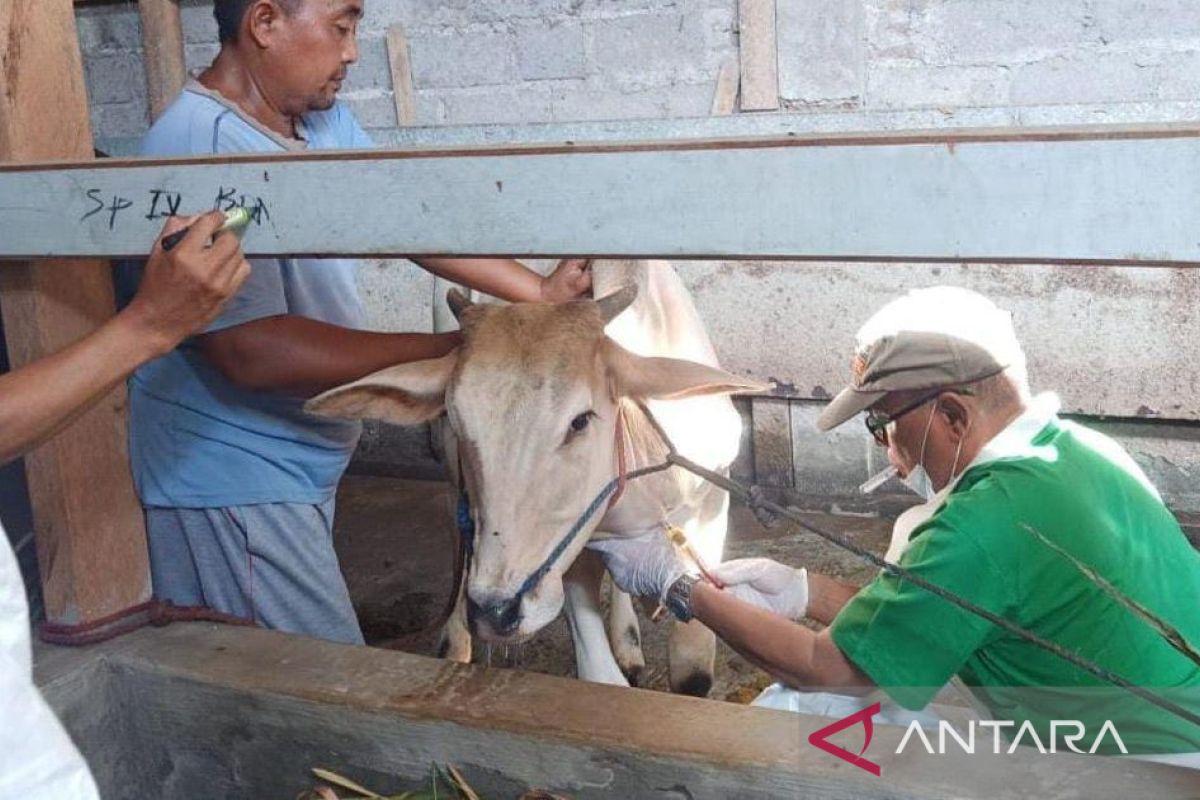 DKPH: 143 ekor sapi di Probolinggo terduga terjangkit PMK