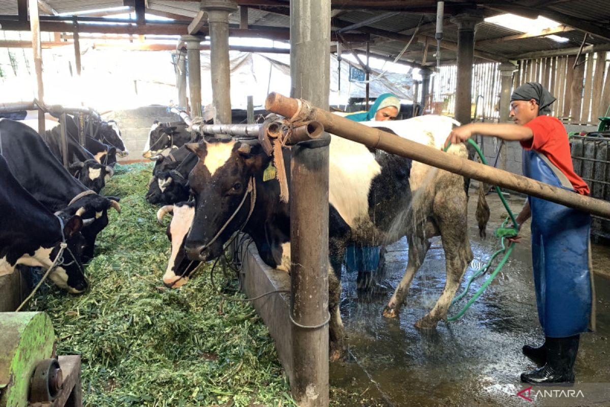 Pemkot Malang siapkan langkah antisipasi penyebaran PMK pada hewan ternak