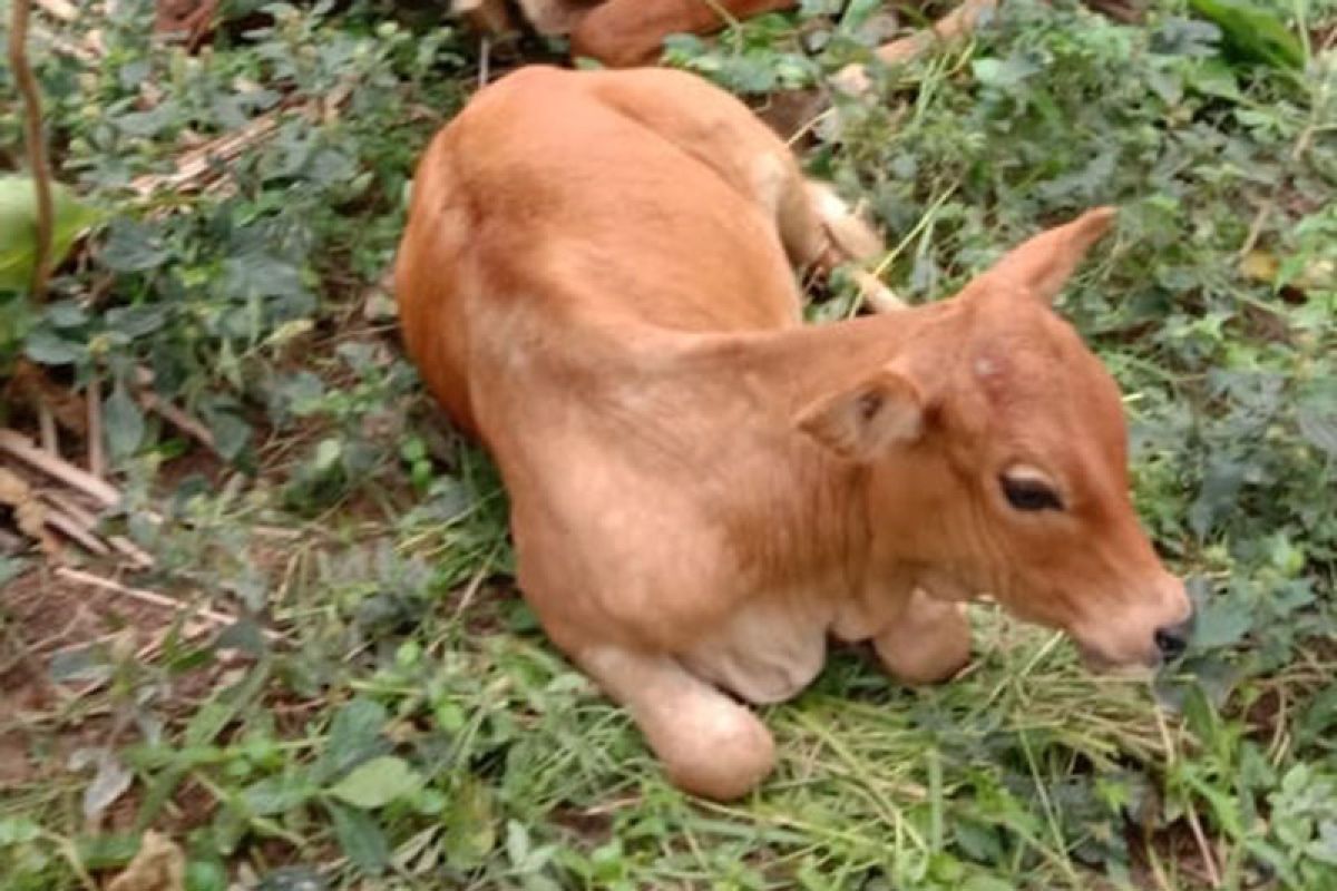 Sebanyak 1.881 ekor sapi di Aceh Tamiang terjangkit PMK