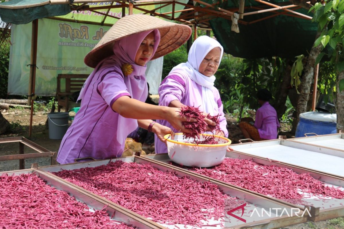 Kelompok wanita tani Kulon Progo memperoleh pembinaan agribisnis