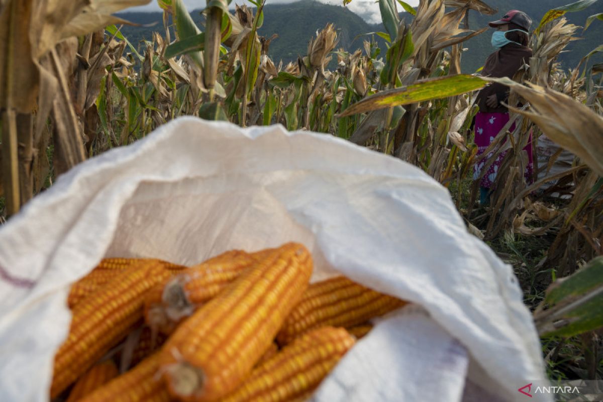 Gubernur NTB usul buka kran ekspor mengatasi anjloknya harga jagung
