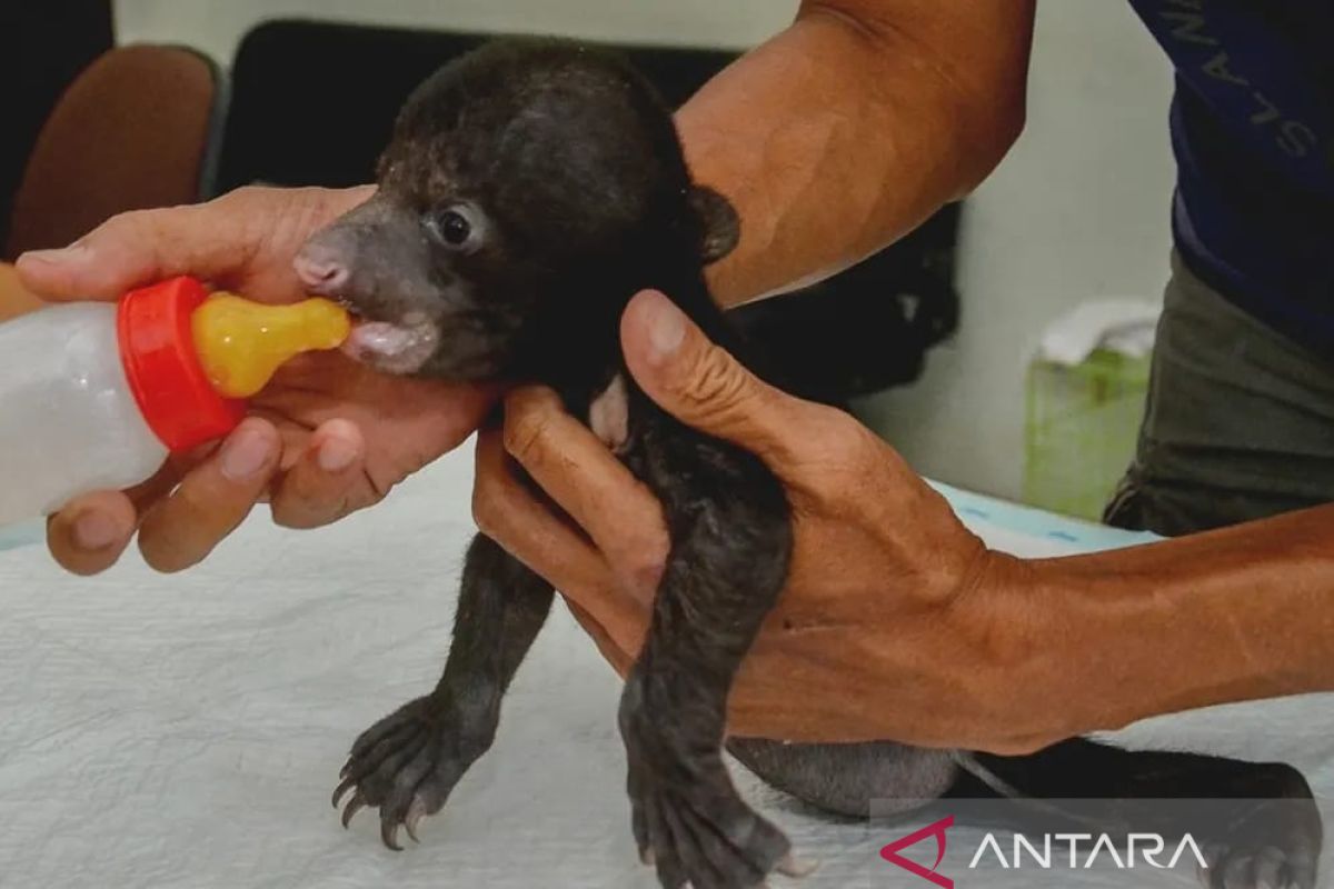 Ditinggalkan induknya, bayi beruang madu diserahkan ke BBKSDA Riau