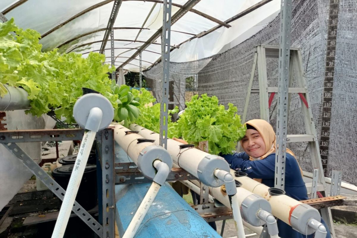 PLN panen sayuran hidroponik di area Pembangkit Paokmotong Lombok Timur
