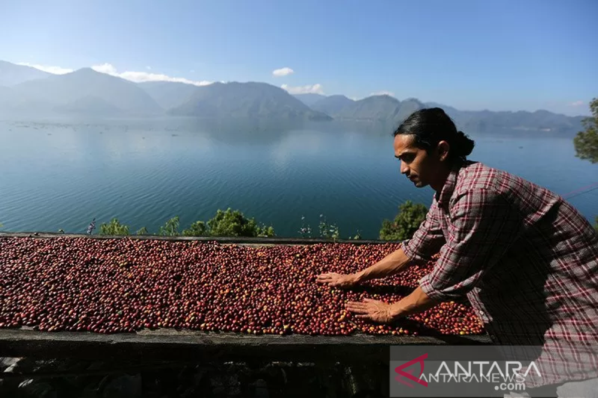 Kopi Arabica Flores Bajawa diikutkan WoC 2024 di Denmark