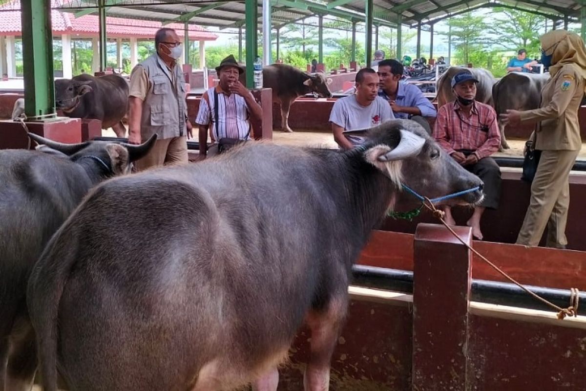 Kudus perketat pengawasan ternak