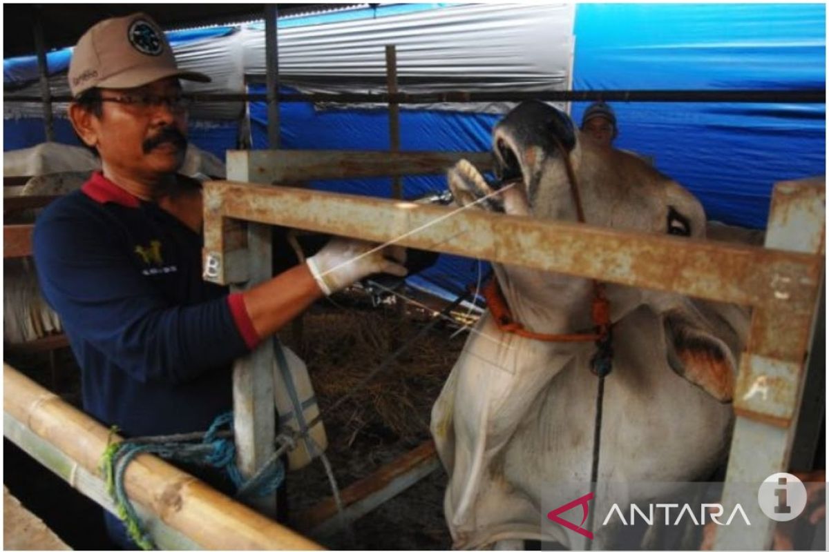 Satgas PMK Gresik awasi pasar hewan dan penjualan daging