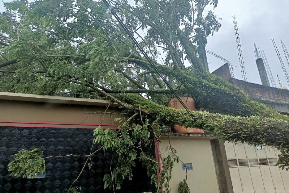 BPBD Padang catat 16 lokasi pohon tumbang akibat cuaca buruk