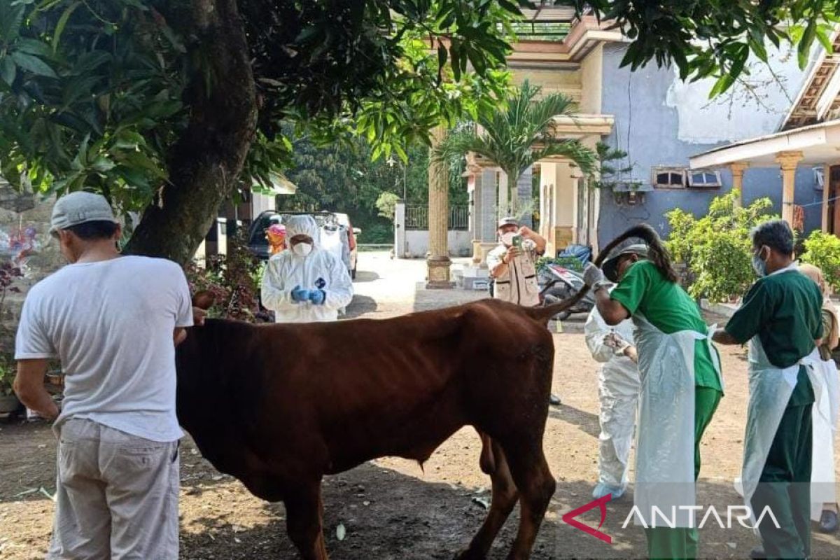 Sejumlah sapi tertular PMK, DPKH Probolinggo imbau masyarakat tidak panik