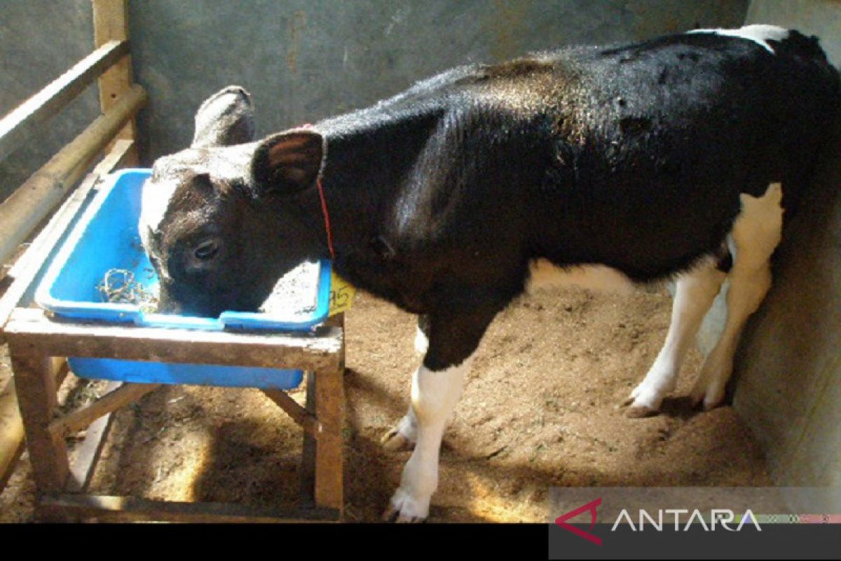 Budidaya sapi pedet potong digemari petani di Konawe