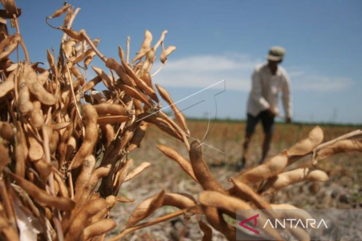 Tahun ini, Pemkab Aceh Barat bagikan bibit kedelai untuk petani seluas 300 ha