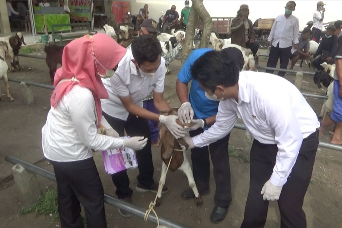 Disnak periksa kesehatan ternak di pasar hewan Trenggalek