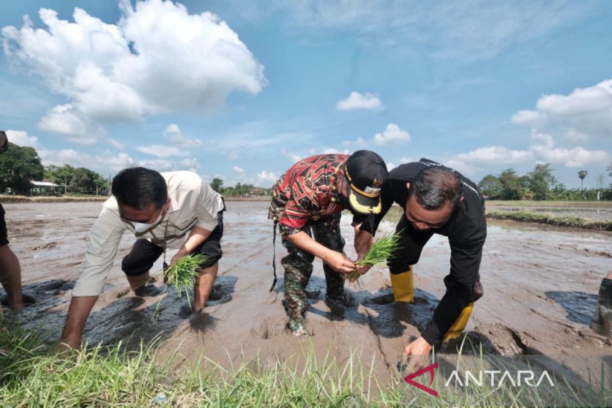 Perusda Gowa Mandiri budi daya padi secara organik