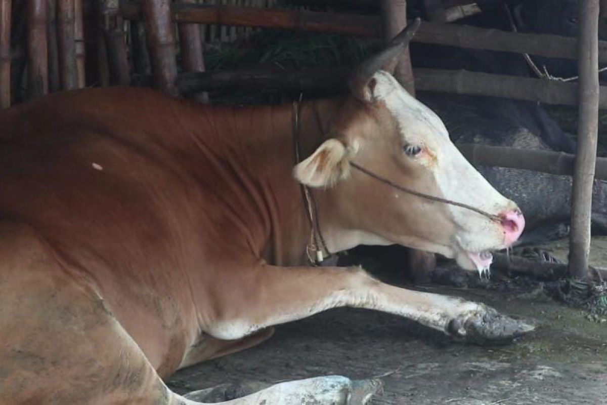 Ratusan ternak sapi di Lombok Tengah positif terserang virus PMK