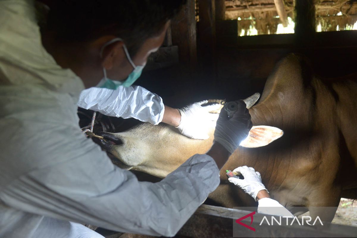 Pengambilan sampel sapi terindikasi penyakit mulut dan kuku di Aceh Besar