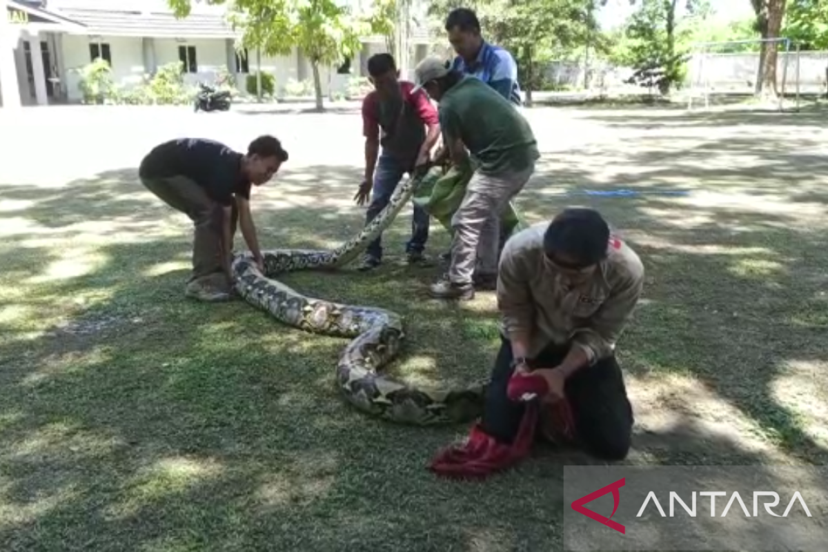 BBKSDA Riau lepasliarkan dua ular piton sepanjang lebih 7 meter