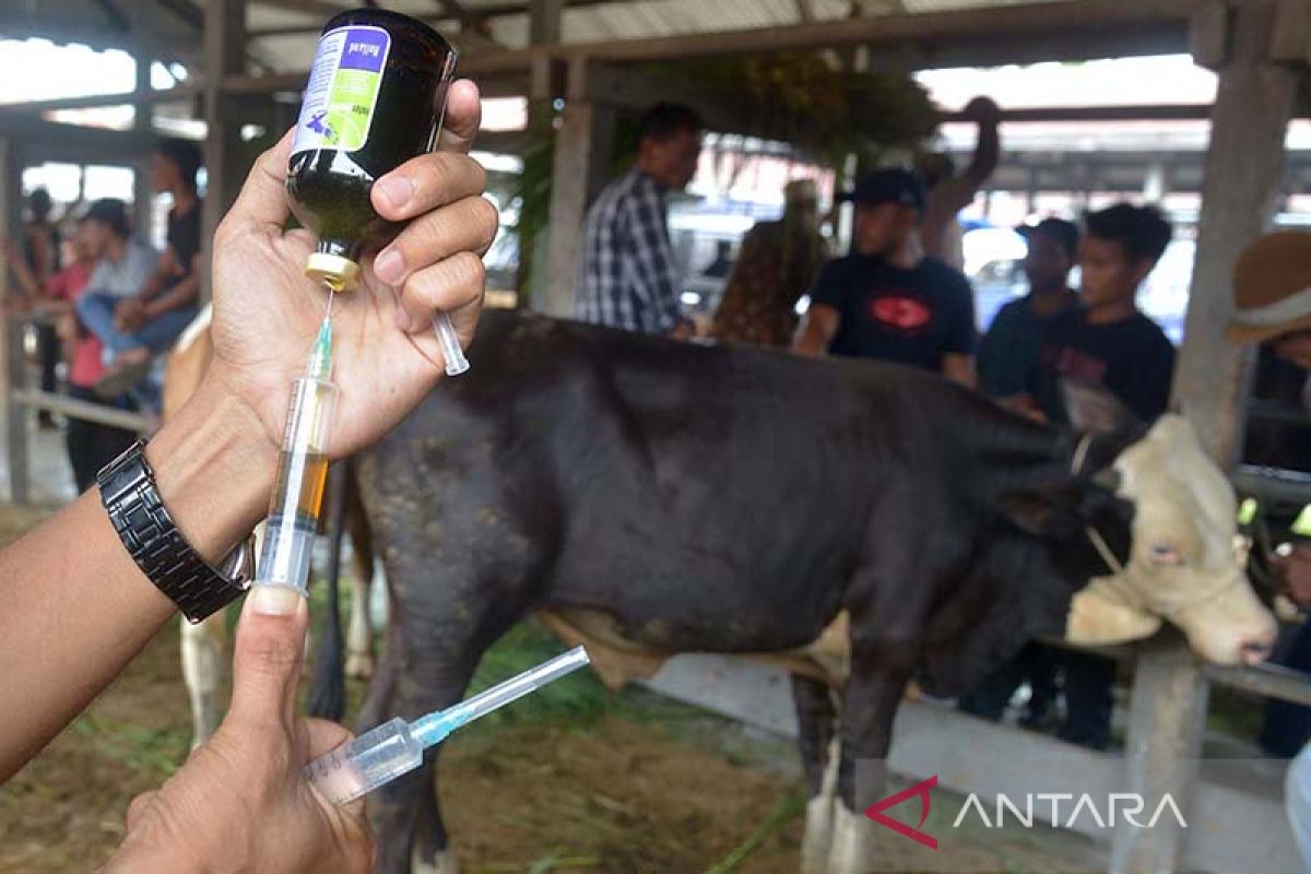 Puluhan sapi di Aceh Besar terindikasi penyakit mulut dan kuku