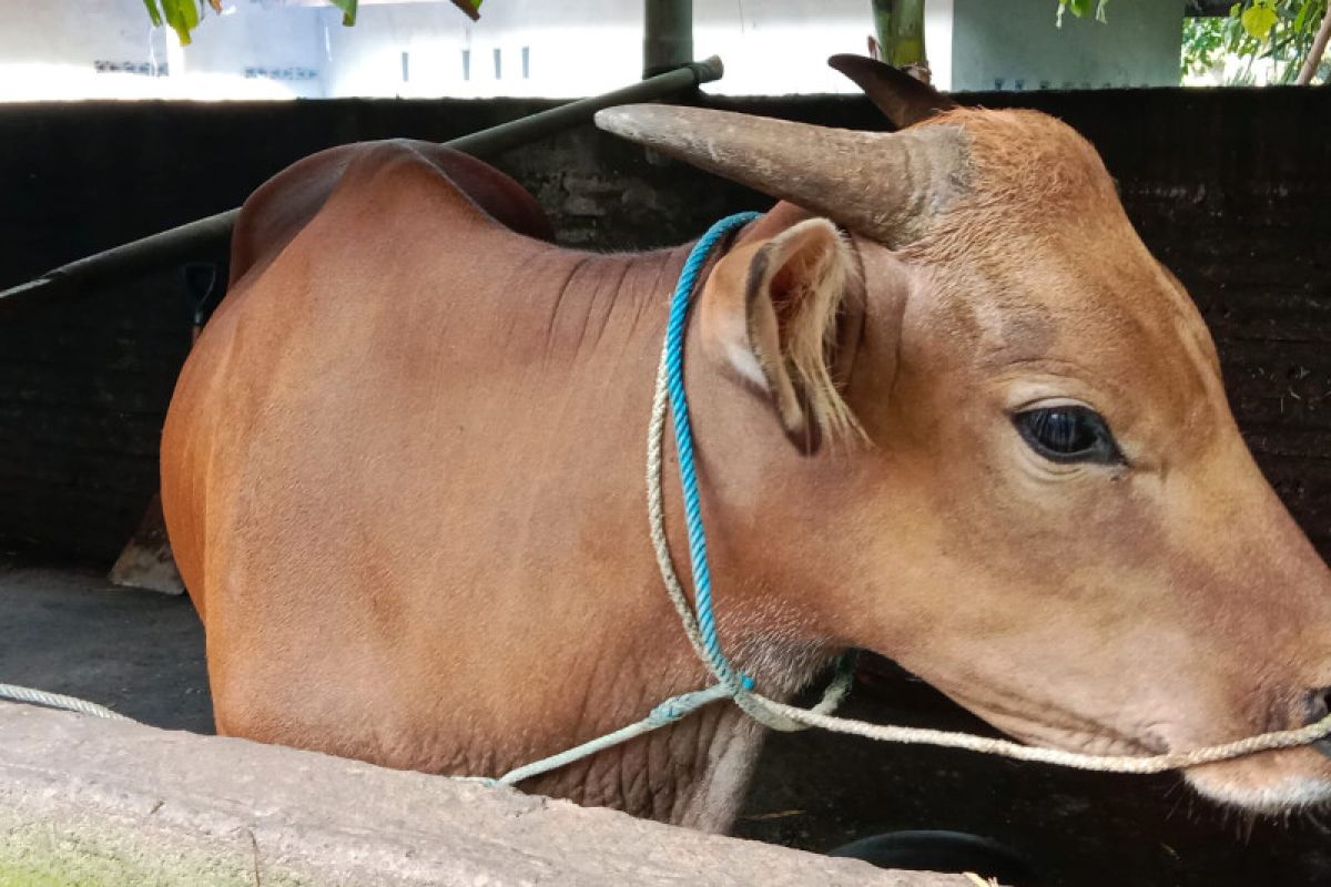 Kasus virus PMK pada ternak belum ditemukan di Kota Mataram