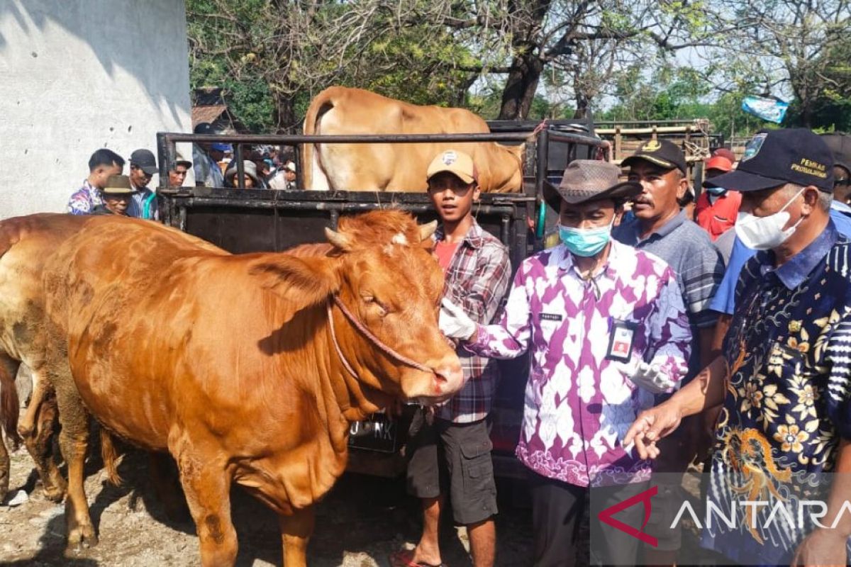 Antisipasi PMK, DPKH Probolinggo pantau lalu lintas ternak di pasar hewan
