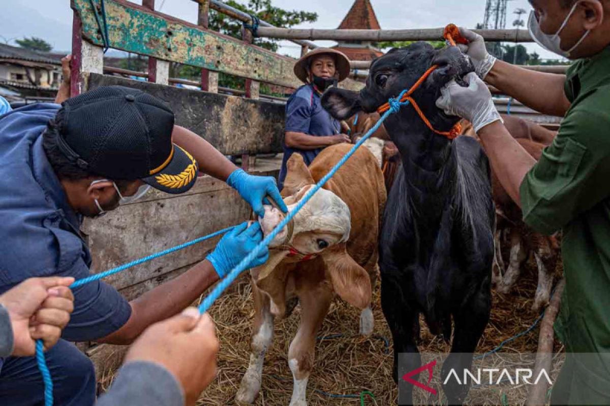 Empat ternak di Semarang diduga terinfeksi penyakit mulut dan kuku