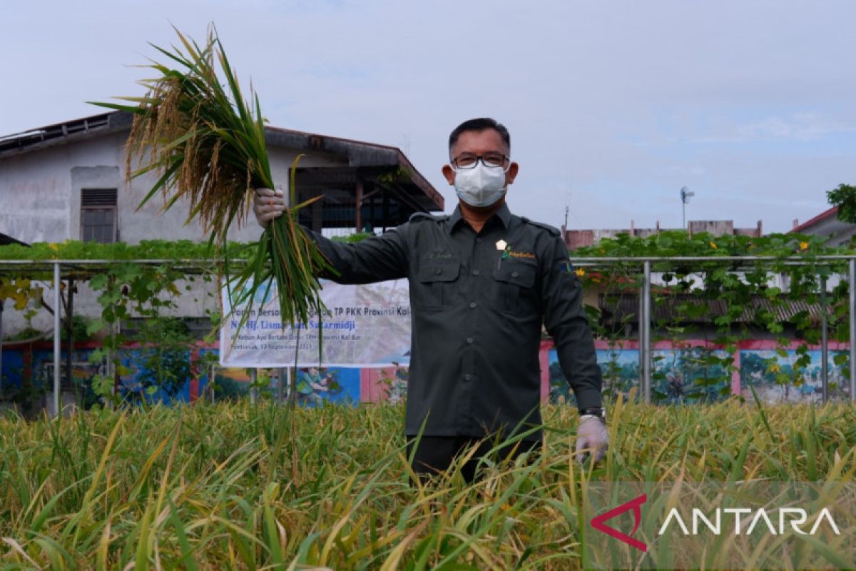 Produksi padi di Provinsi Kalbar hingga April 2022 sudah capai 810.416 ton GKG