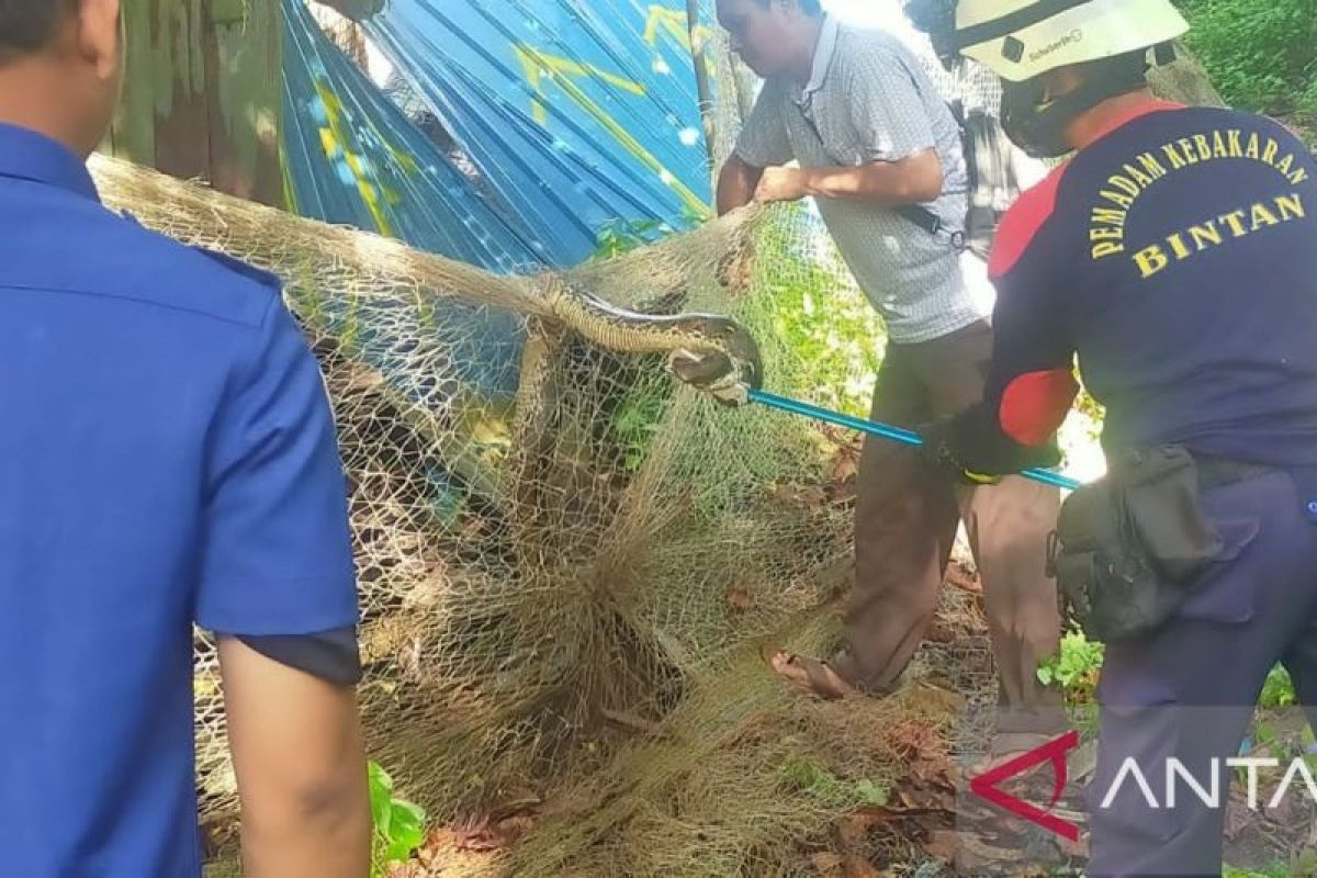 Petugas Damkar Bintan evakuasi ular sanca 3,7 meter masuk kedai kopi warga