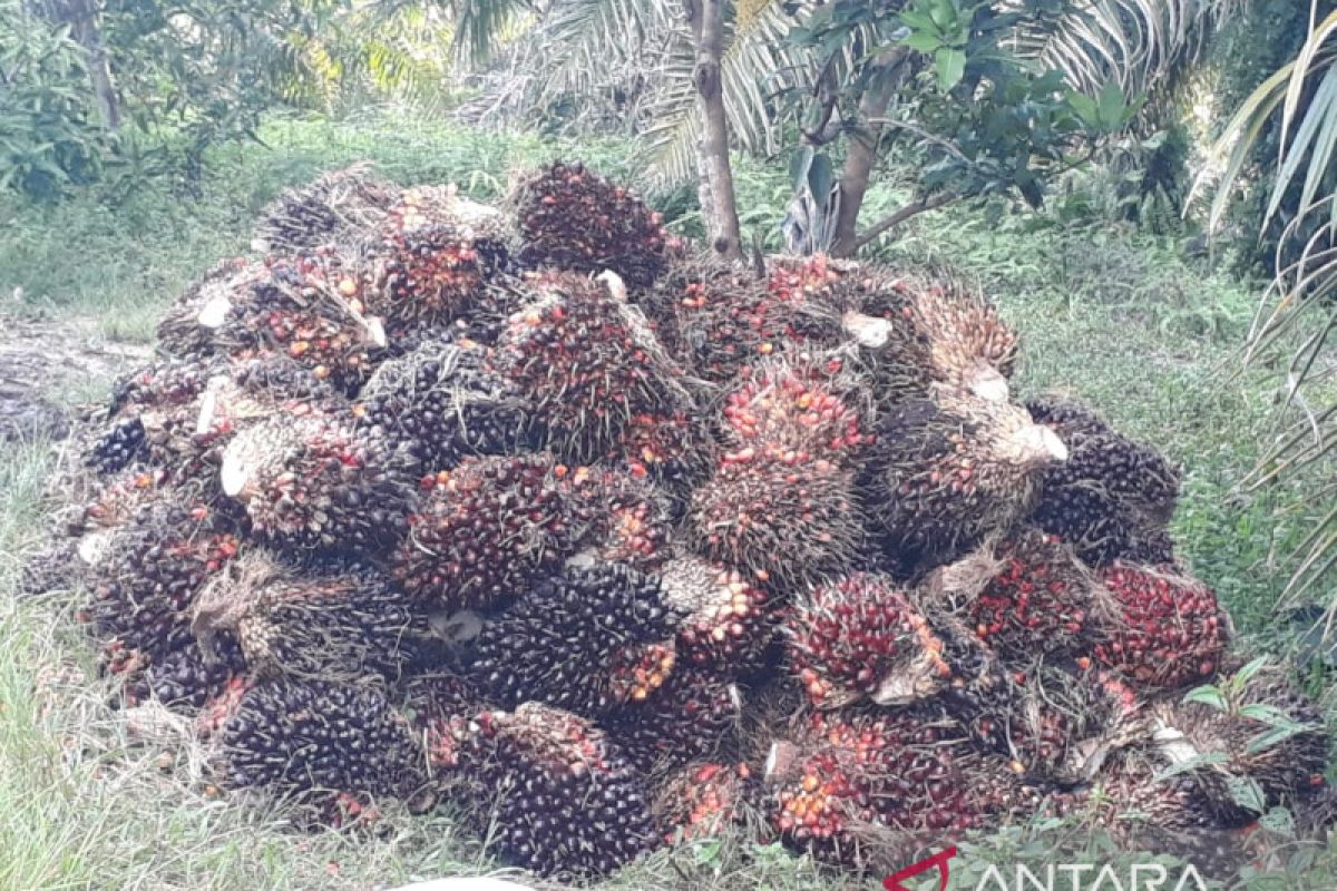 Harga sawit turun Rp400/Kg