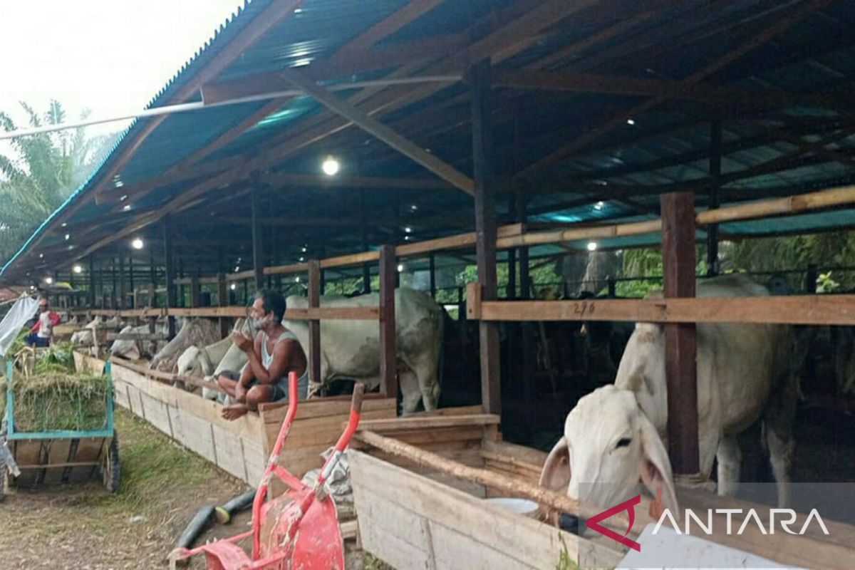 Distan PPU intensif pantau perkembangan sapi dari Kementan