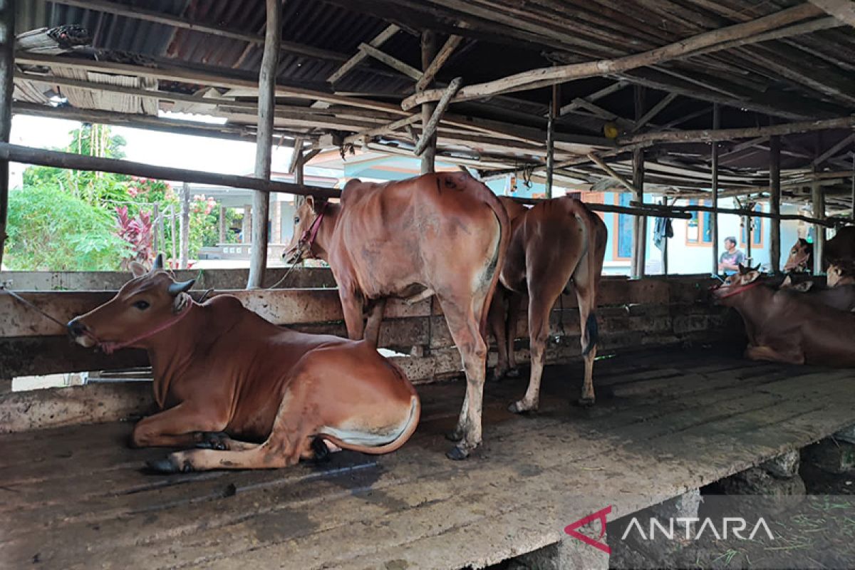 536 ekor sapi di Babel positif penyakit mulut dan kuku