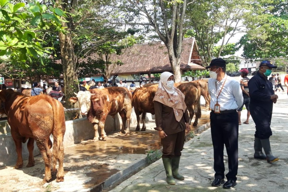 DP3: Delapan sapi di Sleman dipotong paksa akibat terserang PMK