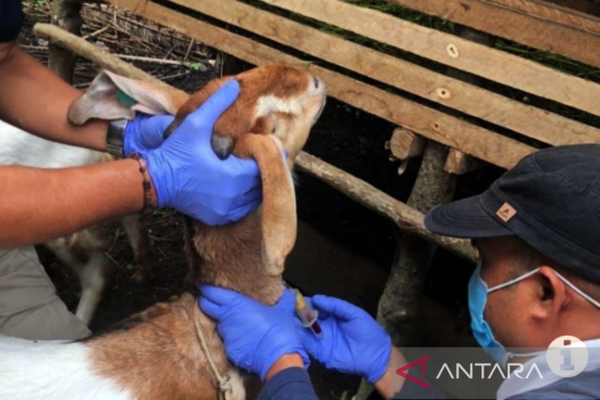 Disbunak: Hewan ternak di Paser aman dari penyakit mulut dan kuku