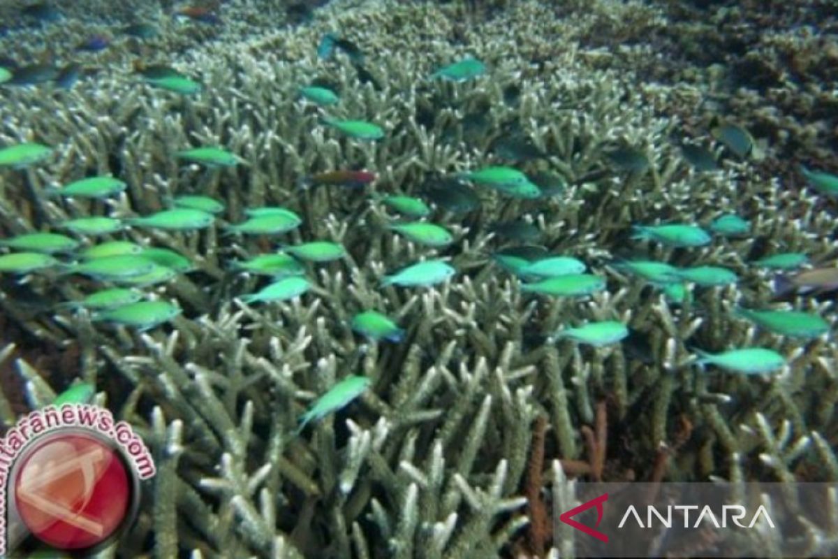 Upaya gairahkan pariwisata Bali melalui restorasi terumbu karang