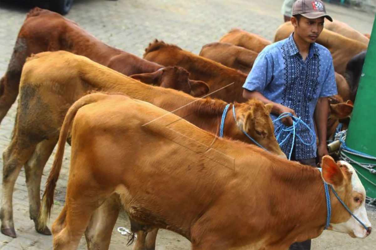 Pemkab Malang tutup sementara pasar hewan antisipasi PMK