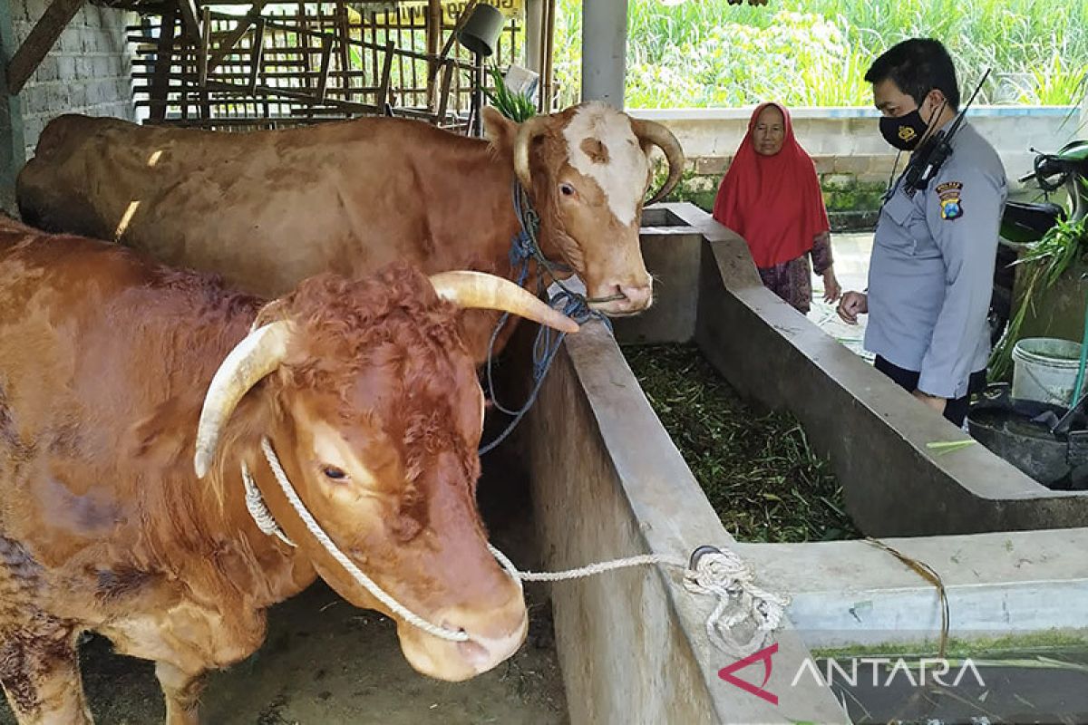 Sekitar 122 sapi di Kabupaten Malang terjangkit Penyakit Mulut Kuku