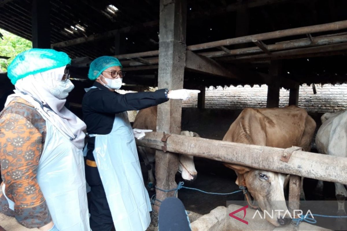 Mentan apresiasi langkah kepala daerah di Jateng tangani PMK pada ternak